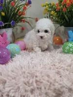 Whisper, a female Poodle - Toy  for sale in Rainbow City, AL – Photo 4 of 10