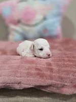 Whisper, a female Poodle - Toy  for sale in Rainbow City, AL – Photo 6 of 10