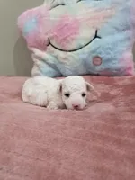 Whisper, a female Poodle - Toy  for sale in Rainbow City, AL – Photo 1 of 10