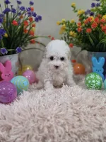 Whisper, a female Poodle - Toy  for sale in Rainbow City, AL – Photo 5 of 10