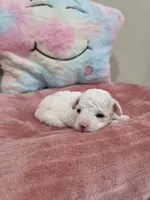 Whisper, a female Poodle - Toy  for sale in Rainbow City, AL – Photo 7 of 10