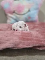 Whisper, a female Poodle - Toy  for sale in Rainbow City, AL – Photo 4 of 10