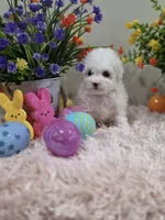 Whisper, a female Poodle - Toy  for sale in Rainbow City, AL – Photo 9 of 10
