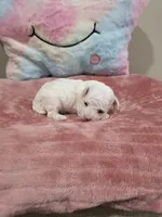 Whisper, a female Poodle - Toy  for sale in Rainbow City, AL – Photo 3 of 10