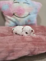 Whisper, a female Poodle - Toy  for sale in Rainbow City, AL – Photo 5 of 10