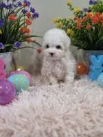 Whisper, a female Poodle - Toy  for sale in Rainbow City, AL – Photo 3 of 10