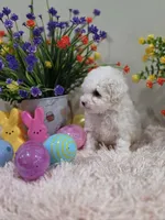 Whisper, a female Poodle - Toy  for sale in Rainbow City, AL – Photo 8 of 10