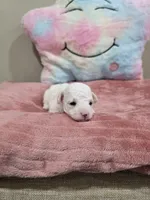 Whisper, a female Poodle - Toy  for sale in Rainbow City, AL – Photo 8 of 10