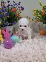 Whisper, a female Poodle - Toy  for sale in Rainbow City, AL – Photo 7 of 10