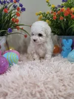 Whisper, a female Poodle - Toy  for sale in Rainbow City, AL – Photo 10 of 10