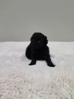 Coop (AKC), a male Poodle - Toy  for sale in Rainbow City, AL – 9 of 10