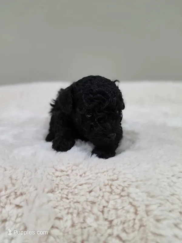 Chyna (AKC) – Poodle - Toy  puppy for sale in Rainbow City, AL