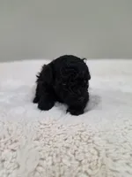 Chyna (AKC), a female Poodle - Toy  for sale in Rainbow City, AL – 1 of 9
