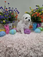 Wren (AKC), a female Poodle - Toy  for sale in Rainbow City, AL – Photo 8 of 10