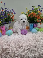 Wren (AKC), a female Poodle - Toy  for sale in Rainbow City, AL – Photo 9 of 10