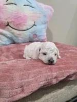 Wren (AKC), a female Poodle - Toy  for sale in Rainbow City, AL – Photo 6 of 10