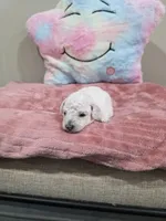 Wren (AKC), a female Poodle - Toy  for sale in Rainbow City, AL – Photo 10 of 10