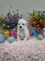 Wren (AKC), a female Poodle - Toy  for sale in Rainbow City, AL – Photo 4 of 10