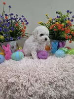 Wren (AKC), a female Poodle - Toy  for sale in Rainbow City, AL – Photo 7 of 10