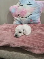 Wren (AKC), a female Poodle - Toy  for sale in Rainbow City, AL – Photo 5 of 10