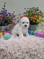 Wren (AKC), a female Poodle - Toy  for sale in Rainbow City, AL – Photo 3 of 10