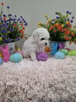 Wren (AKC), a female Poodle - Toy  for sale in Rainbow City, AL – Photo 5 of 10
