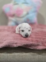 Wren (AKC), a female Poodle - Toy  for sale in Rainbow City, AL – Photo 1 of 10