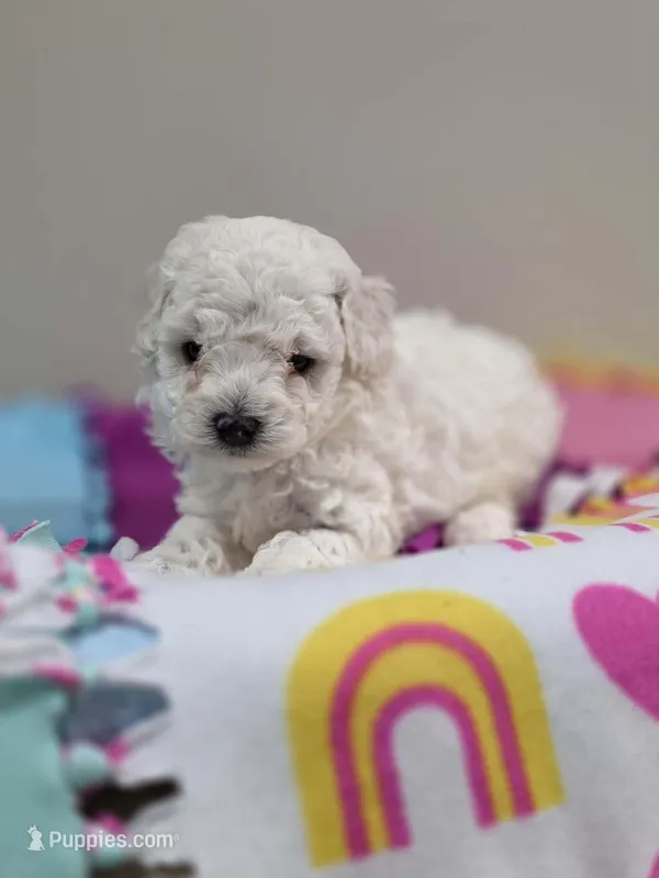 Wren (AKC) – Poodle - Toy  puppy for sale in Rainbow City, AL