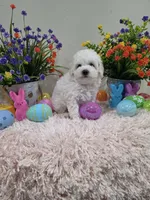 Wren (AKC), a female Poodle - Toy  for sale in Rainbow City, AL – Photo 6 of 10