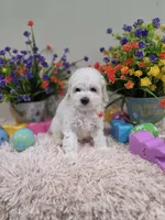 Wren (AKC), a female Poodle - Toy  for sale in Rainbow City, AL – Photo 2 of 10