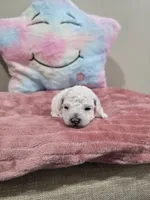 Wren (AKC), a female Poodle - Toy  for sale in Rainbow City, AL – Photo 7 of 10