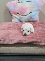 Wren (AKC), a female Poodle - Toy  for sale in Rainbow City, AL – Photo 9 of 10