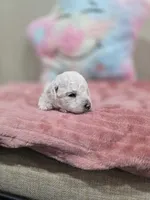 Wren (AKC), a female Poodle - Toy  for sale in Rainbow City, AL – Photo 3 of 10