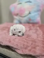 Wren (AKC), a female Poodle - Toy  for sale in Rainbow City, AL – Photo 2 of 10