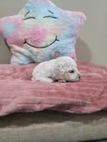 Wren (AKC), a female Poodle - Toy  for sale in Rainbow City, AL – Photo 4 of 10