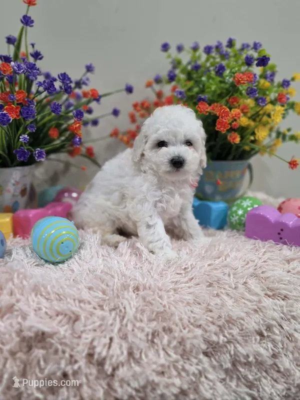 Wren (AKC) – Poodle - Toy  puppy for sale in Rainbow City, AL