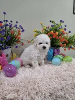 Wren (AKC), a female Poodle - Toy  for sale in Rainbow City, AL – Photo 10 of 10