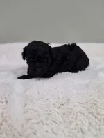 Chyna (AKC), a female Poodle - Toy  for sale in Rainbow City, AL – 9 of 9