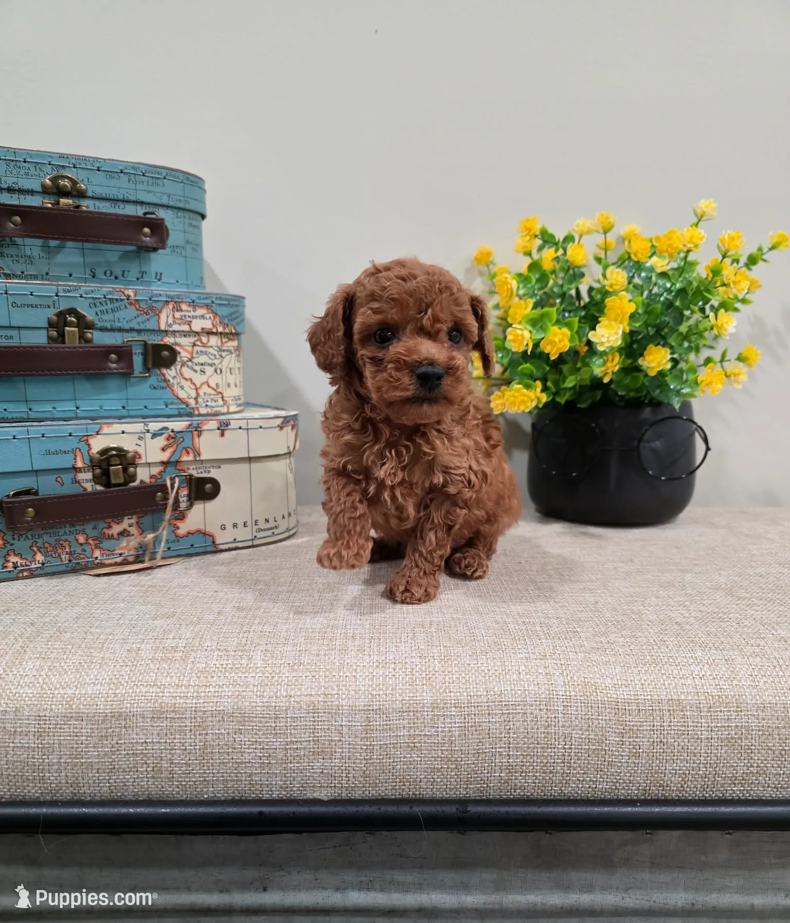 Quadro (AKC), a male Poodle - Toy  for sale in Rainbow City, AL – Photo 9 of 10