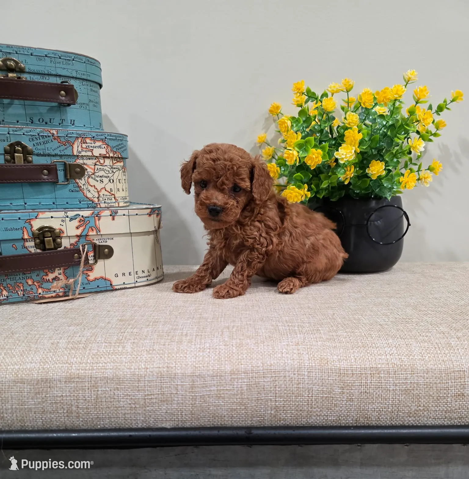 Quadro (AKC), a male Poodle - Toy  for sale in Rainbow City, AL – Photo 5 of 10
