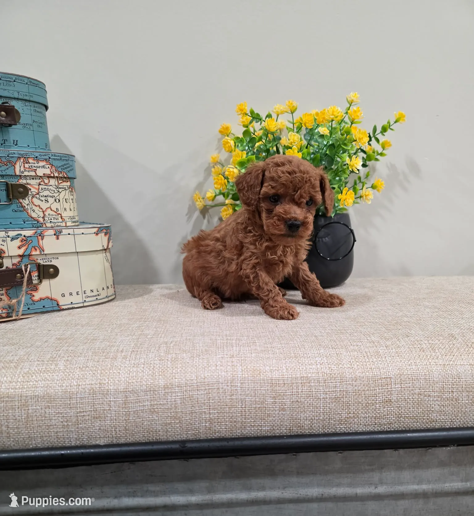 Quadro (AKC), a male Poodle - Toy  for sale in Rainbow City, AL – Photo 3 of 10