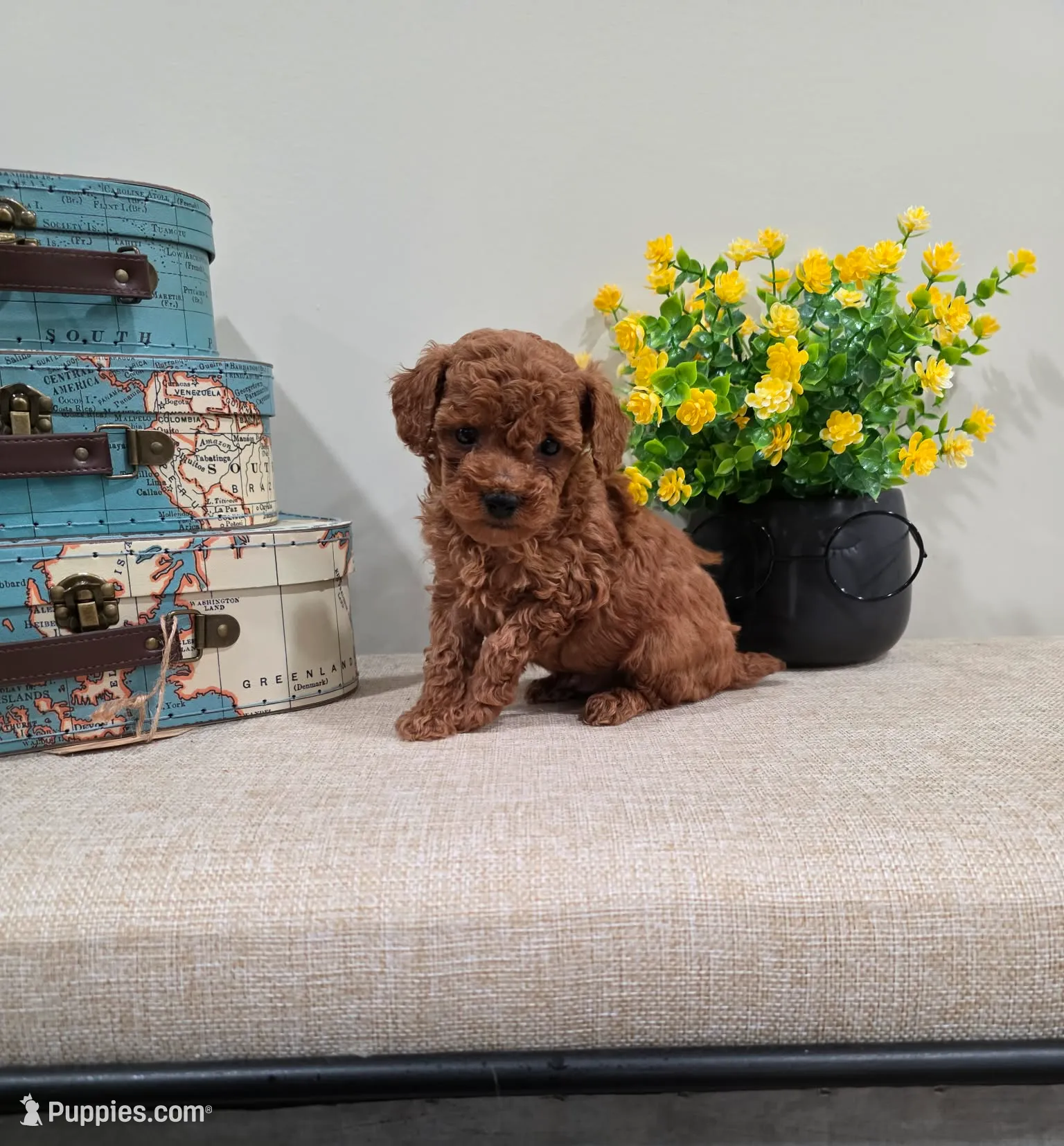 Quadro (AKC), a male Poodle - Toy  for sale in Rainbow City, AL – Photo 6 of 10