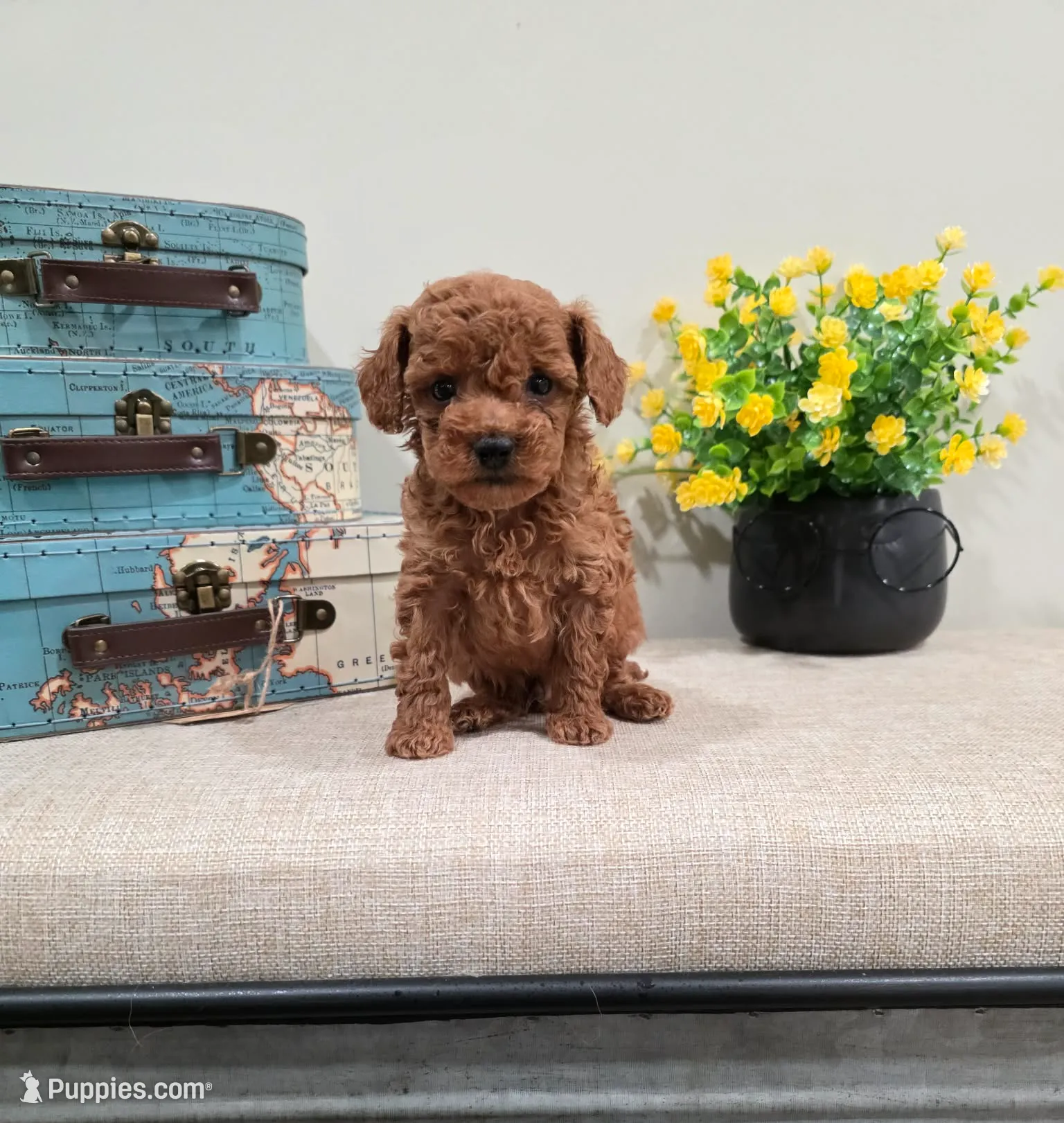 Quadro (AKC), a male Poodle - Toy  for sale in Rainbow City, AL – Photo 7 of 10