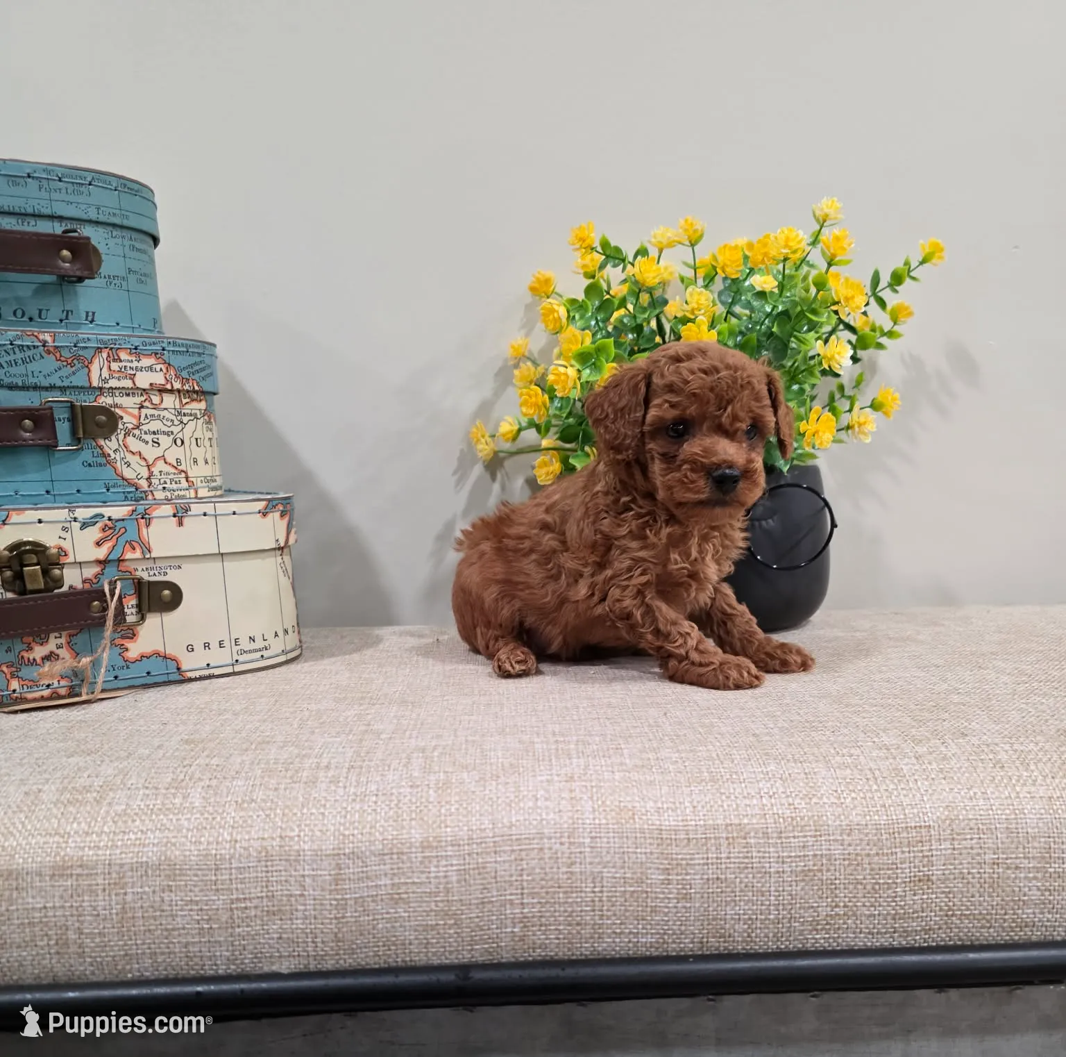 Quadro (AKC), a male Poodle - Toy  for sale in Rainbow City, AL – Photo 4 of 10