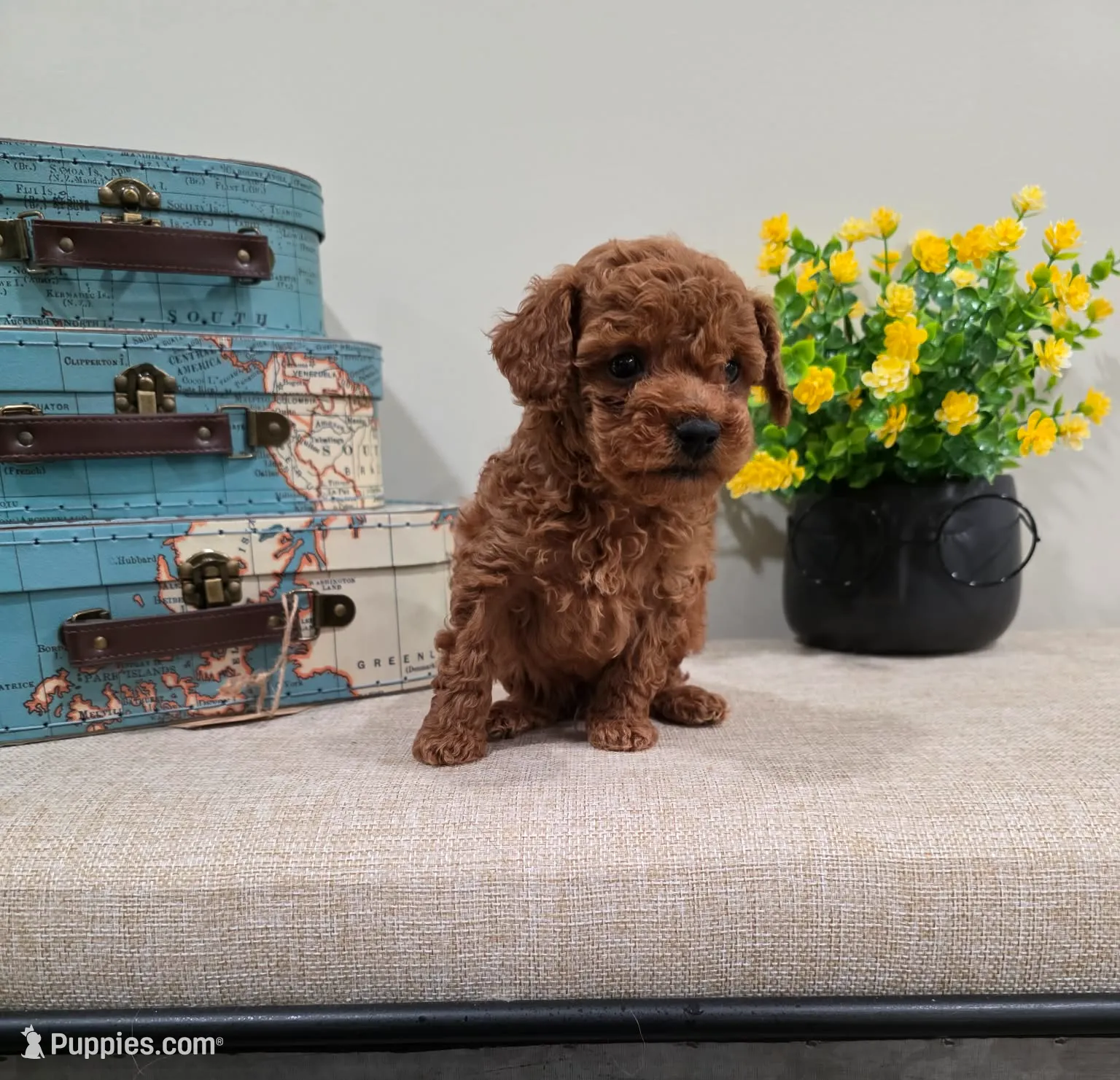 Quadro (AKC), a male Poodle - Toy  for sale in Rainbow City, AL – Photo 10 of 10