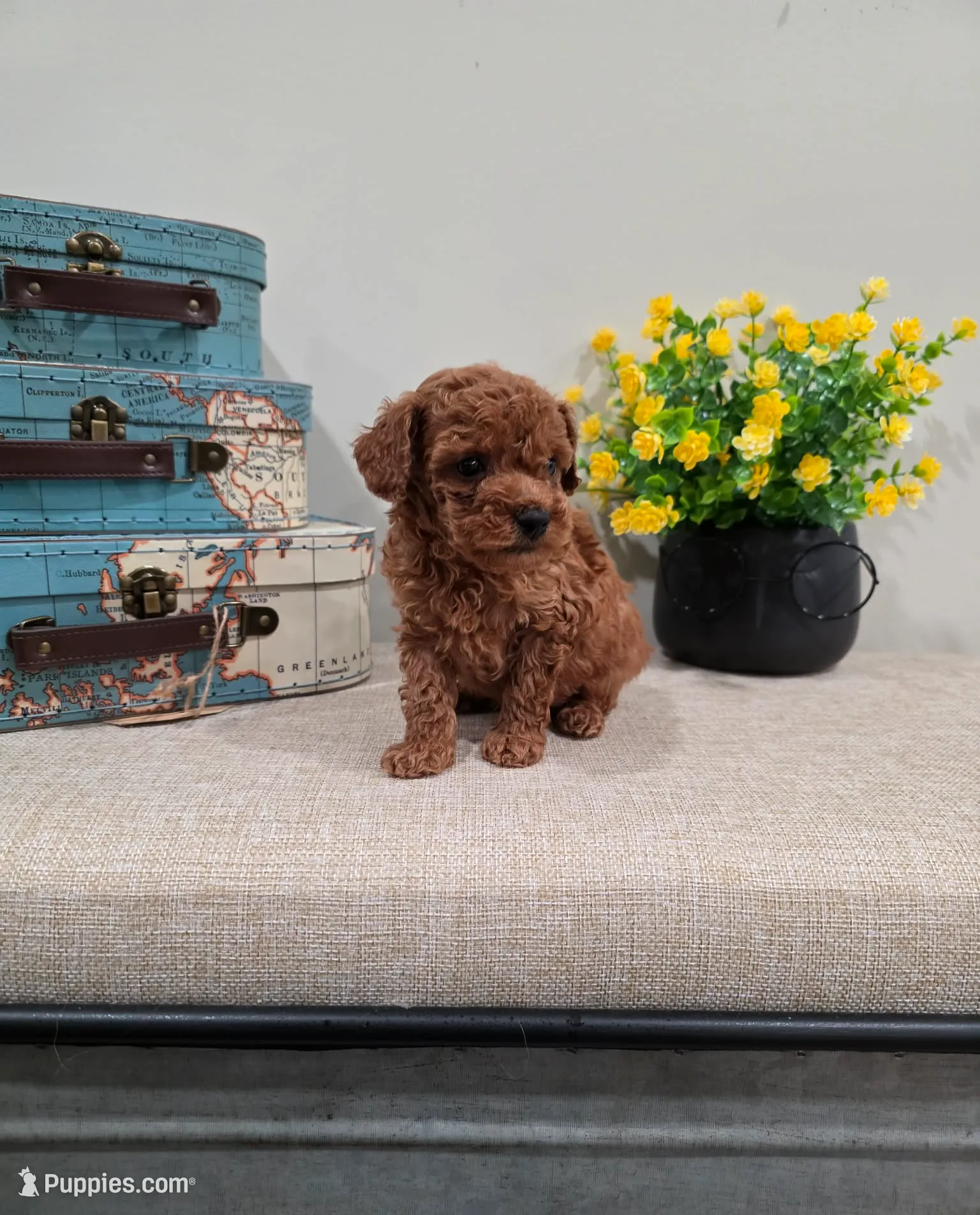 Quadro (AKC), a male Poodle - Toy  for sale in Rainbow City, AL – Photo 8 of 10