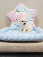 Volt (AKC), a male Poodle - Toy  for sale in Rainbow City, AL – Photo 3 of 10