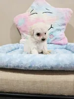 Volt (AKC), a male Poodle - Toy  for sale in Rainbow City, AL – Photo 1 of 10