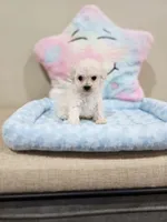 Volt (AKC), a male Poodle - Toy  for sale in Rainbow City, AL – Photo 4 of 10