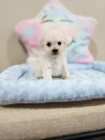 Volt (AKC), a male Poodle - Toy  for sale in Rainbow City, AL – Photo 5 of 10